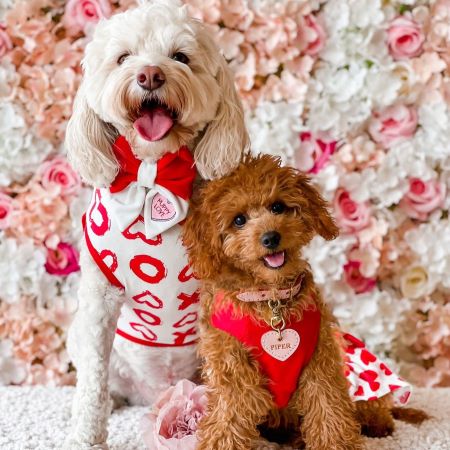 Cavoodles in Valentine Themed XOXO Dog Shirts - Fitwarm Dog Clothes