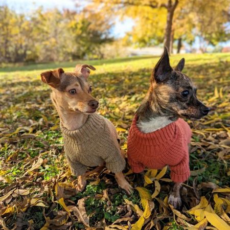 Dogs in Matching Turtleneck Sweaters