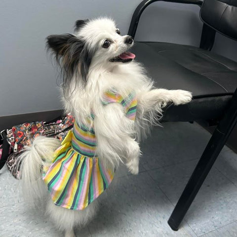 Papillon in a Rainbow Bow Dog Dress