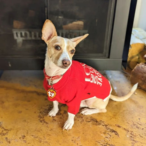 Dog in a Love Love Dog Sweater