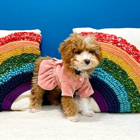 Cavapoo in a pinky dress