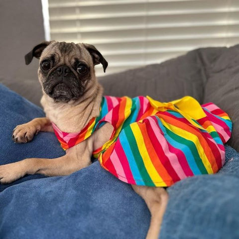Pug in a Rainbow Dog Dress