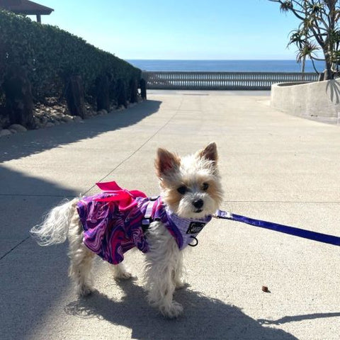 Yorkie in a Purple Abstract Swirl Dog Dress - Fitwarm Dog Clothes