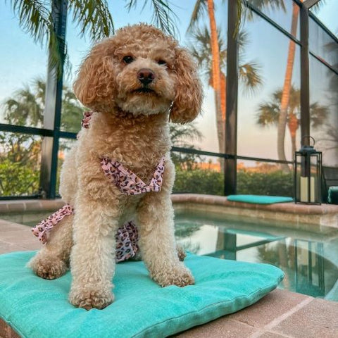 Poodle in a Pink Leopard Bikini Dog Dress - Fitwarm Dog Clothes