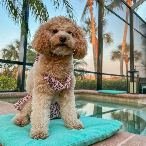 Poodle in a Leopard Dog Bikini