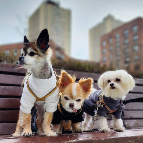 Dogs Enjoying the Park in Fleece Dog Sweaters