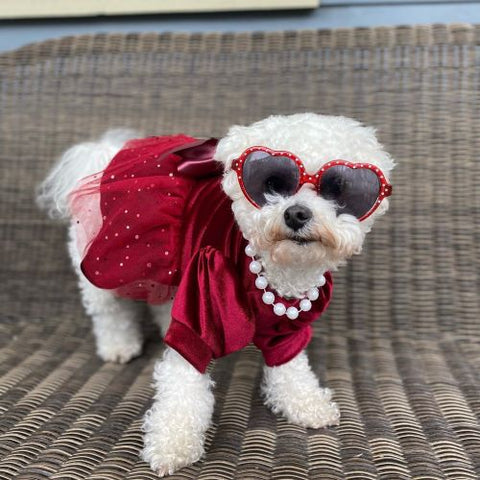 Bichon Frises in Red Fancy Tulle Dress - Fitwarm Dog Clothes