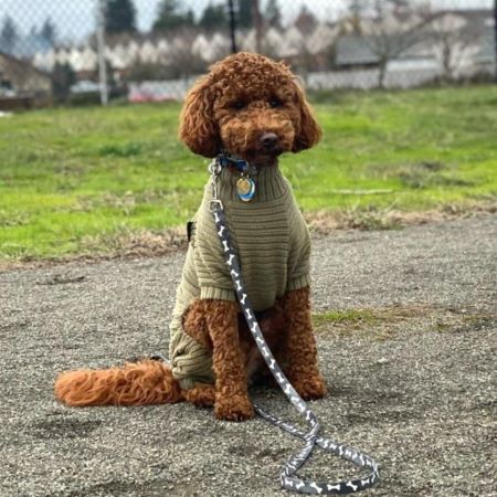 Mini Goldendoodle in Warm Green Dog Pajamas - Fitwarm Dog Clothes