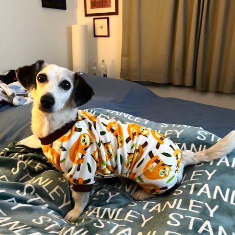Dog in a Cute Sloth Dog pajamas - Fitwarm Dog Clothes