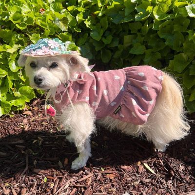 Dog in a Pink Dog Dress with Polka Dot - Fitwarm Dog Clothes