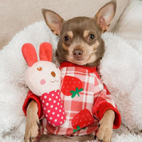 Chihuahua im Pyjama mit Erdbeermuster