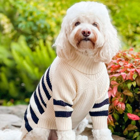 Cavoodle in einem schwarz-weiß gestreiften Rollkragenpullover – Fitwarme Hundekleidung