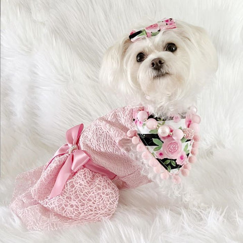 Morkies in a Fancy Tulle Pink Dog Dress