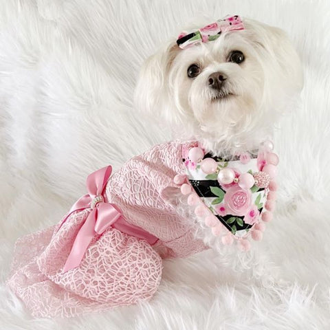 Morkie in a Fancy Tulle Dog Dress