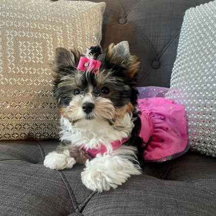 Yorkie in a Pink Unicorn Dog Dress