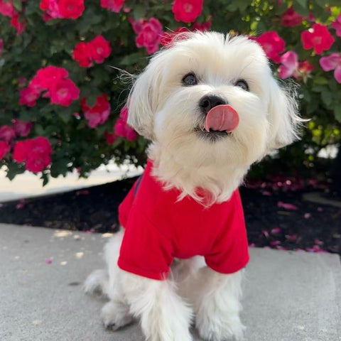 Morkie in a red dog shirt