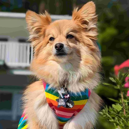 Pomeranian in a Dog Dress with Rainbow Stripes - Fitwarm Dog Clothes