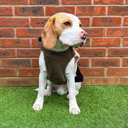 Beagle in a sherpa dog hoodie