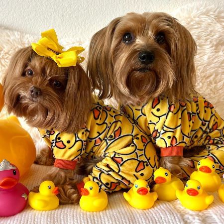Yorkies in Cute Dog Pajamas with Duck Prints - Fitwarm Dog Clothes