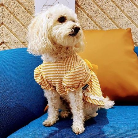 Maltipoo in a Yellow Striped Dog Dress - Fitwarm Dog Clothes