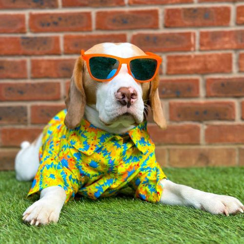 Hawaiian Summer Dog Shirt