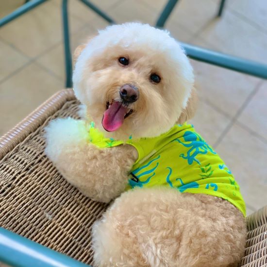Poodle in a Dog Shirt with Octopus Patterns - Fitwarm Dog Clothes