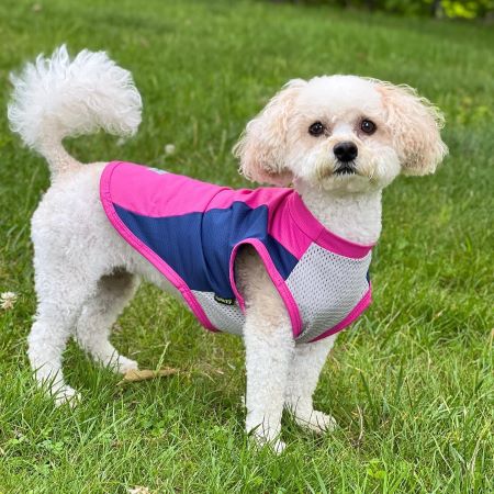 Dog in a UV Sun Protection Dog Shirt