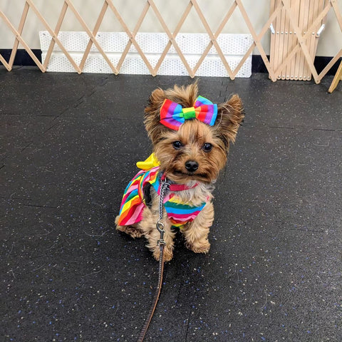 Yorkie in a rainbow dress