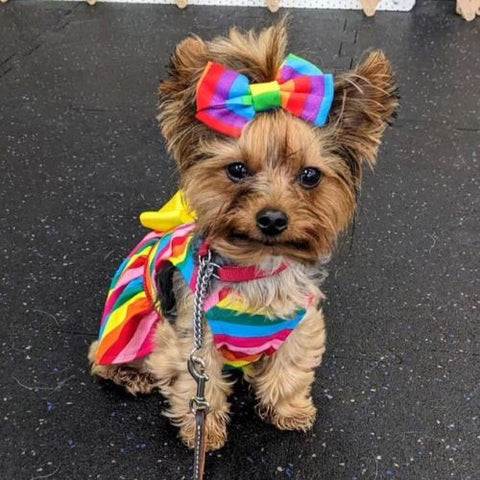 Yorkie in a Rainbow Dog Dress