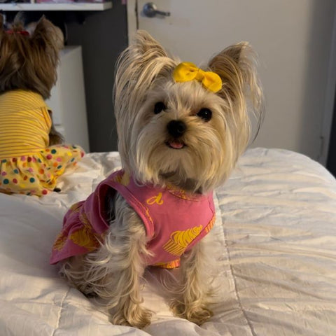 Yorkie in a Birthday Dog Dress