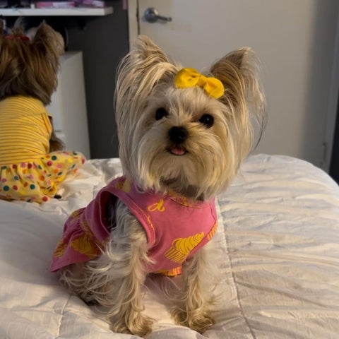 Dog Dress with Cute Cake Prints