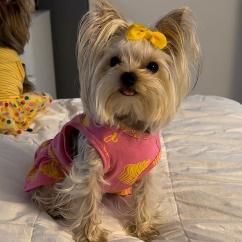 Yorkie in a Cute Dog Dress with Cute Prints - Fitwarm Dog Clothes