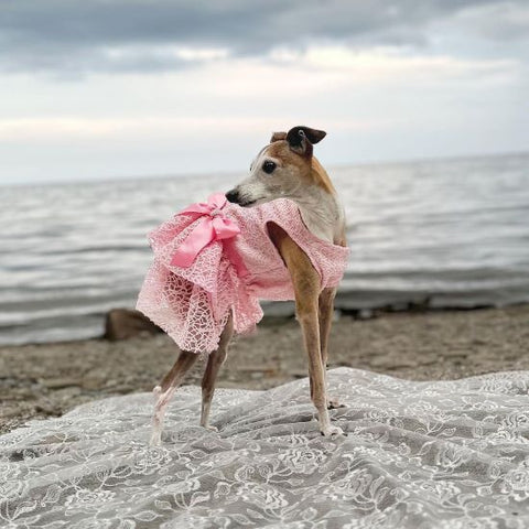 Italian Greyhound in a Fancy Tulle Dog Dress