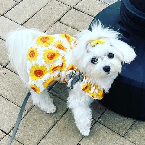 Maltese in a Summer Dog Dress with Sunflower Dog Dress - Fitwarm Dog Clothes