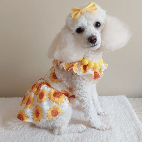 Poodle in a Ruffle Sleeves Sunflower Dog Dress
