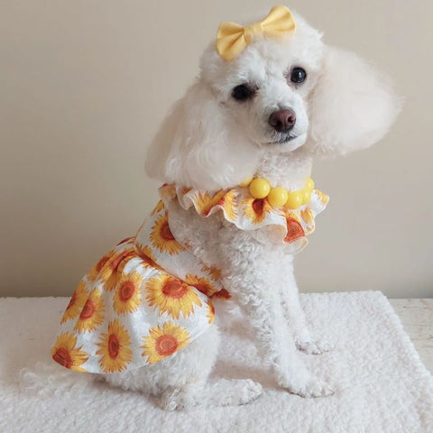 Poodle in a Sunflower Dog Dress