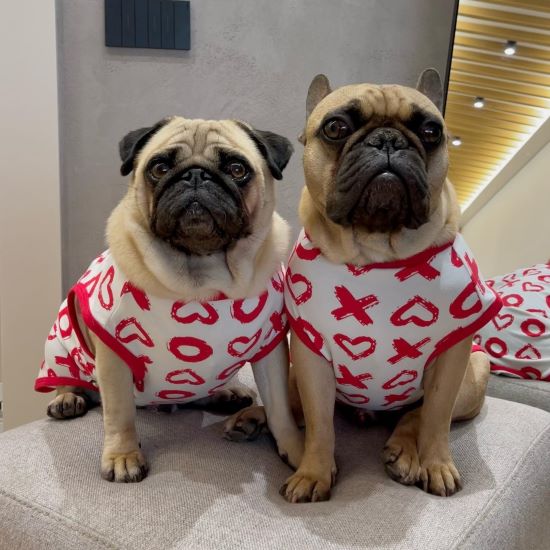 Pugs in Valentine Themed Dog Shirts - Fitwarm Dog Clothes