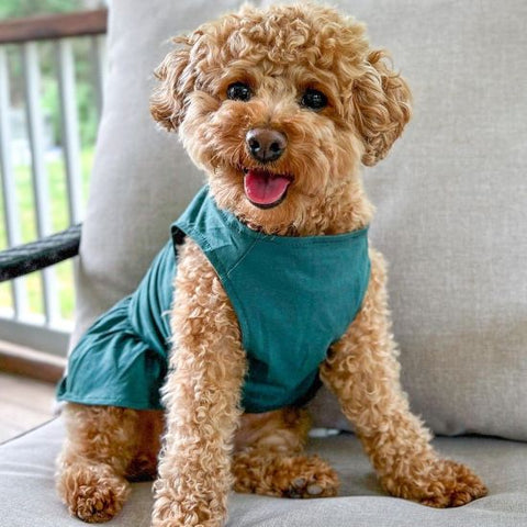 Poodle in a Cute Dog Dress - Fitwarm Dog Clothes