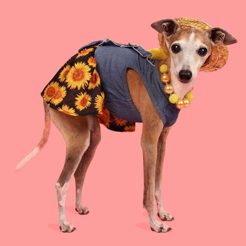 Italienischer Windhund im Sonnenblumen-Jeanskleid