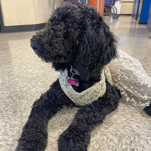 Poodle Looking Beautiful in a Dog Tutu