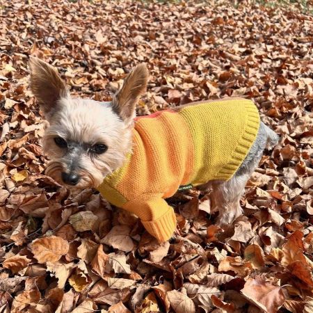 Yorkie in Color Block Dog Sweater