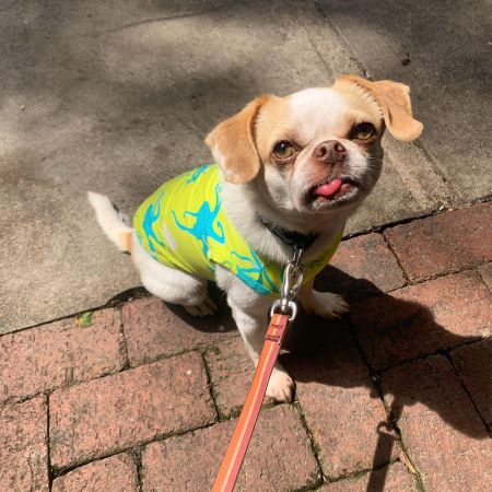 Pug in an Octopus Dog Shirt