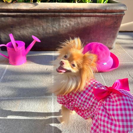 Pomeranian in a Pink Dog Dress with Plaids - Fitwarm Dog Clothes