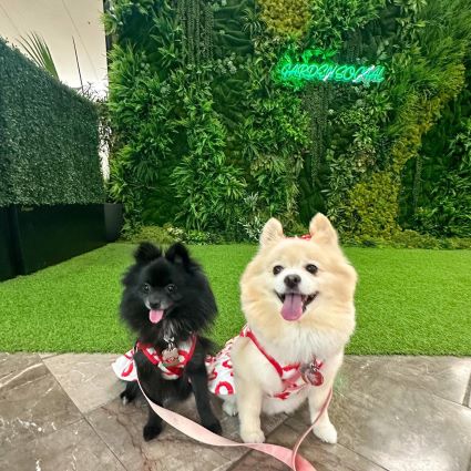 Pomeranians in Valentine Themed XOXO Dog Dresses - Fitwarm Dog Clothes