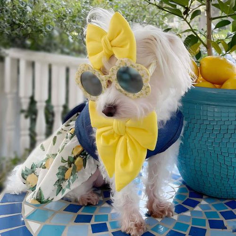 Morkie in a Stylish Denim Dog Dress with Lemon Prints - Fitwarm Dog Clothes