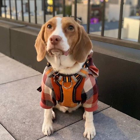 Beagle in einem karierten Kapuzenpullover