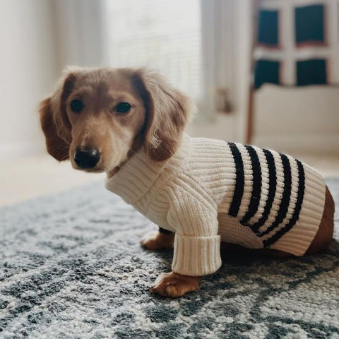 Dachshund in Turtleneck Sailor Striped Dog Sweater