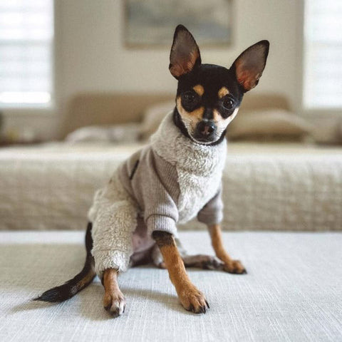 Dog in a White Turtleneck Fuzzy Sweater - Fitwarm Dog Clothes
