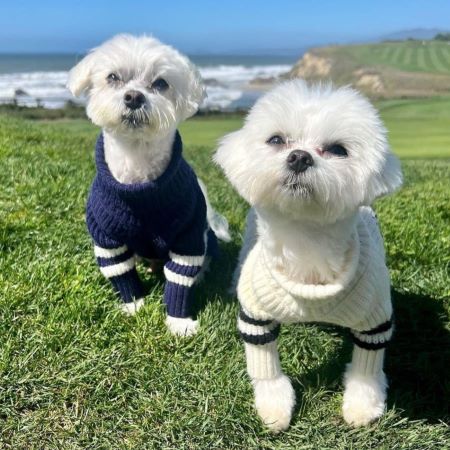Malteses in Stylish and Warm Dog Winter Sweaters - Fitwarm Dog Clothes