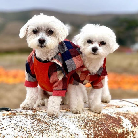 Plaid Dog Hoodies